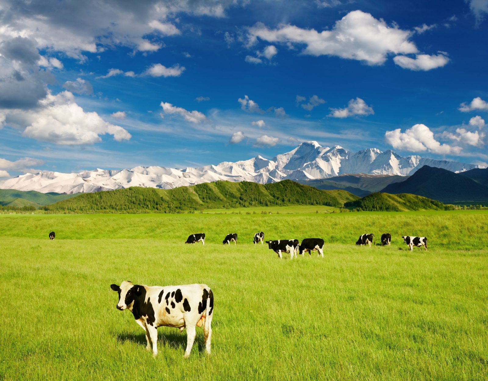 The Remarkable Benefits Of Lactoferrin In MIP Colostrum