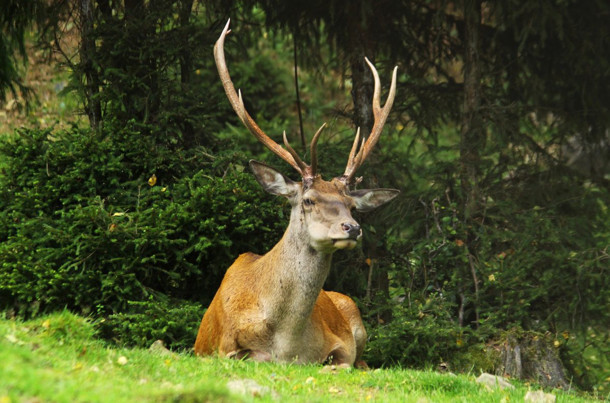 Deer Antler Velvet