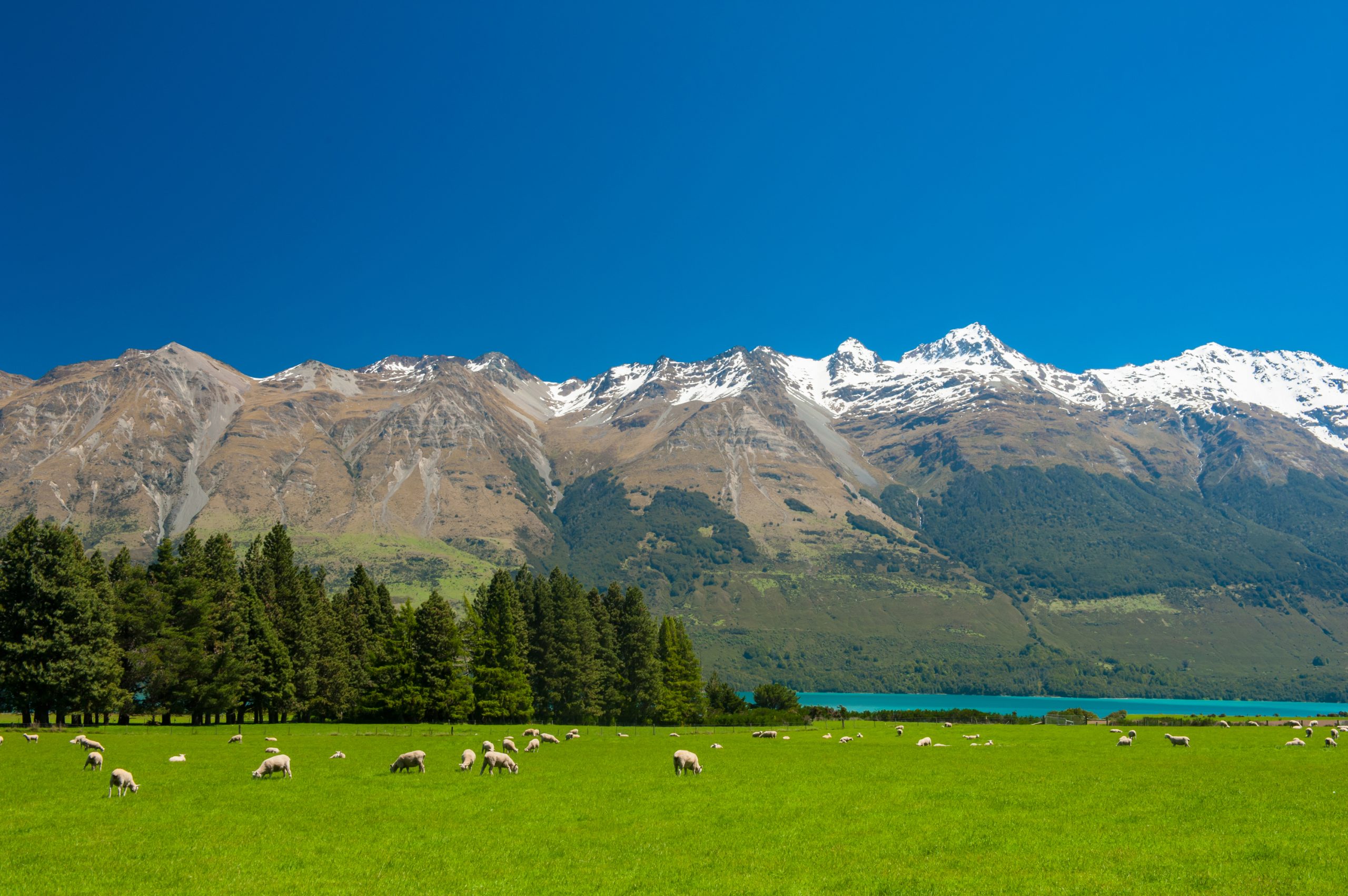 Sheep Placenta Benefits